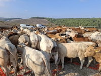 תפיסת עדרי הבקר בשטח אש