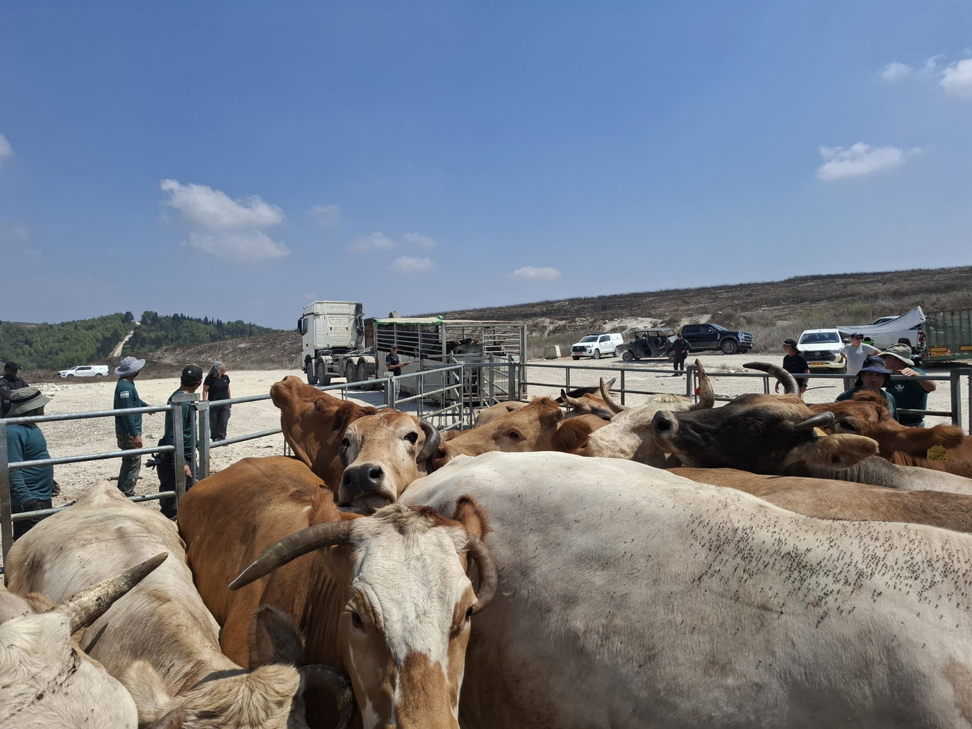תפיסת עדרי הבקר בשטח אש