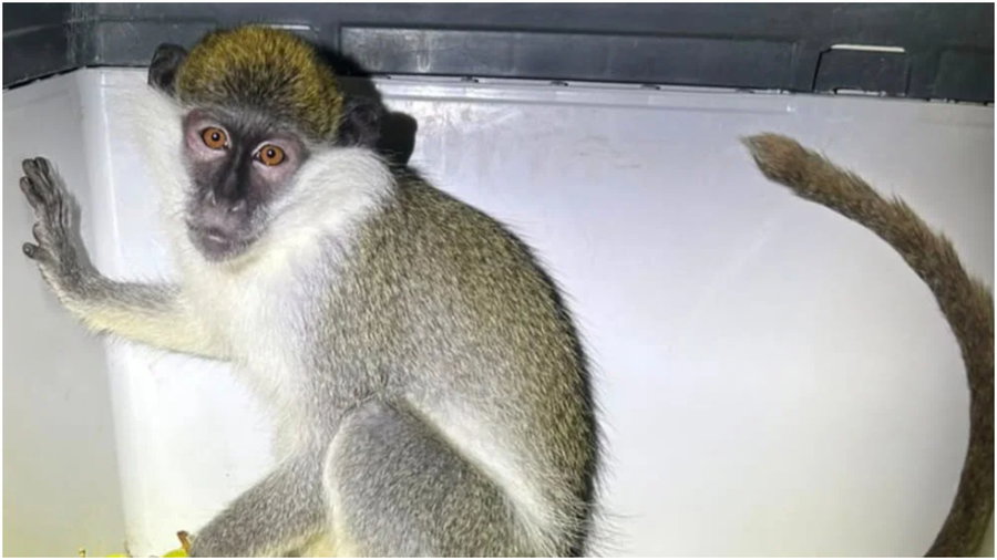 הקוף שאותר וחולץ