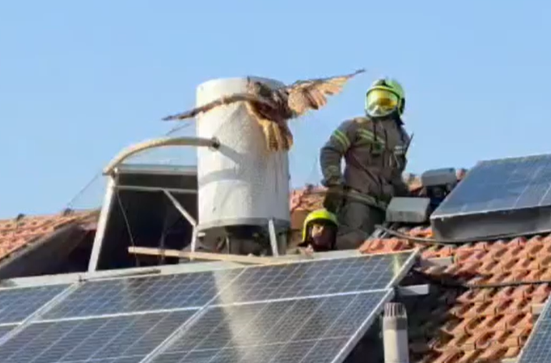 מרוץ נגד הזמן: אוח נלכד ברשת על גג במושב ונקלע למצוקה • צפו בחילוץ