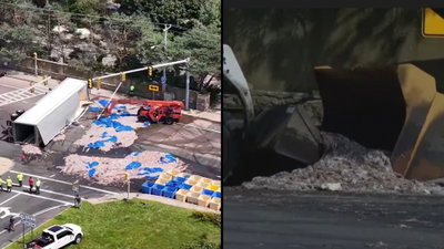 אלפי דיונונים נשפכו על הכביש: משאית התהפכה עם מטען חריג 