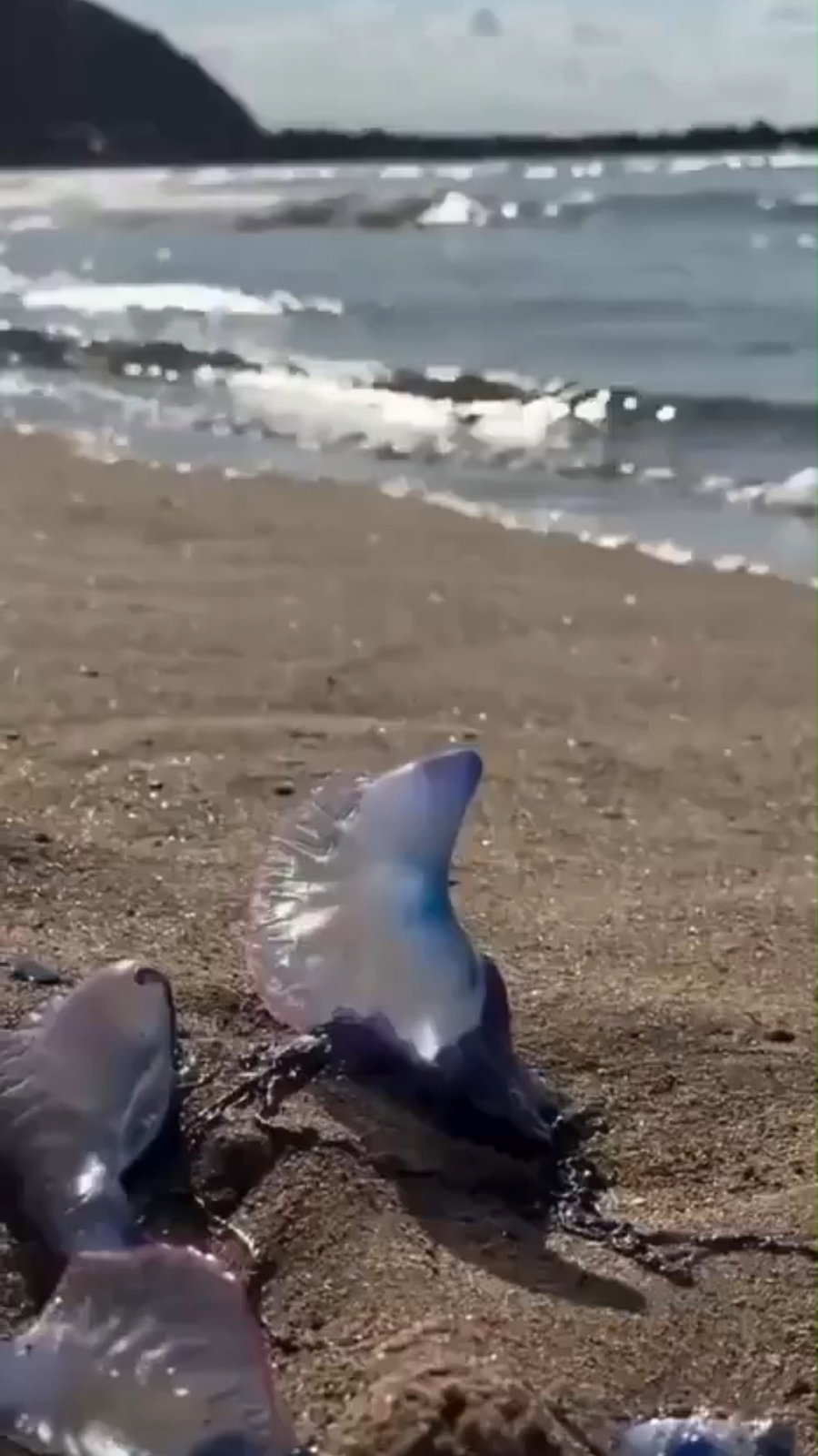 הספינה הפורטוגלית