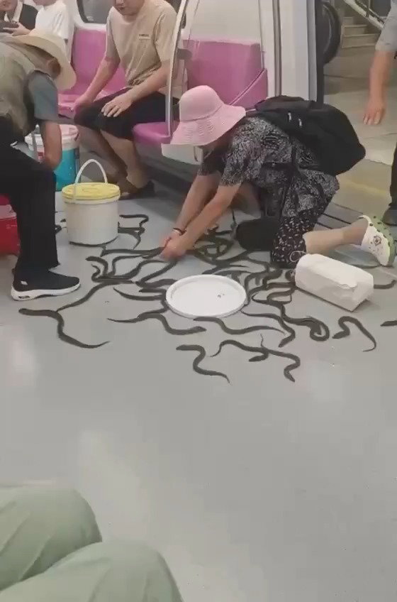 מי נתן להם לצאת? יותר מעשרה יצורים חלקלקים נמלטו בתוך המטרו
