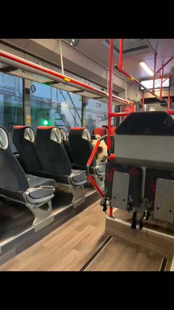 יום כיף לנוסעת הסמויה: הנהג נדהם כשגילה את ההפתעה באוטובוס | צפו