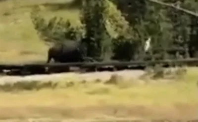 ביזון אחרי ילד: רגע מלחיץ תועד בפארק לעיני עוברים ושבים