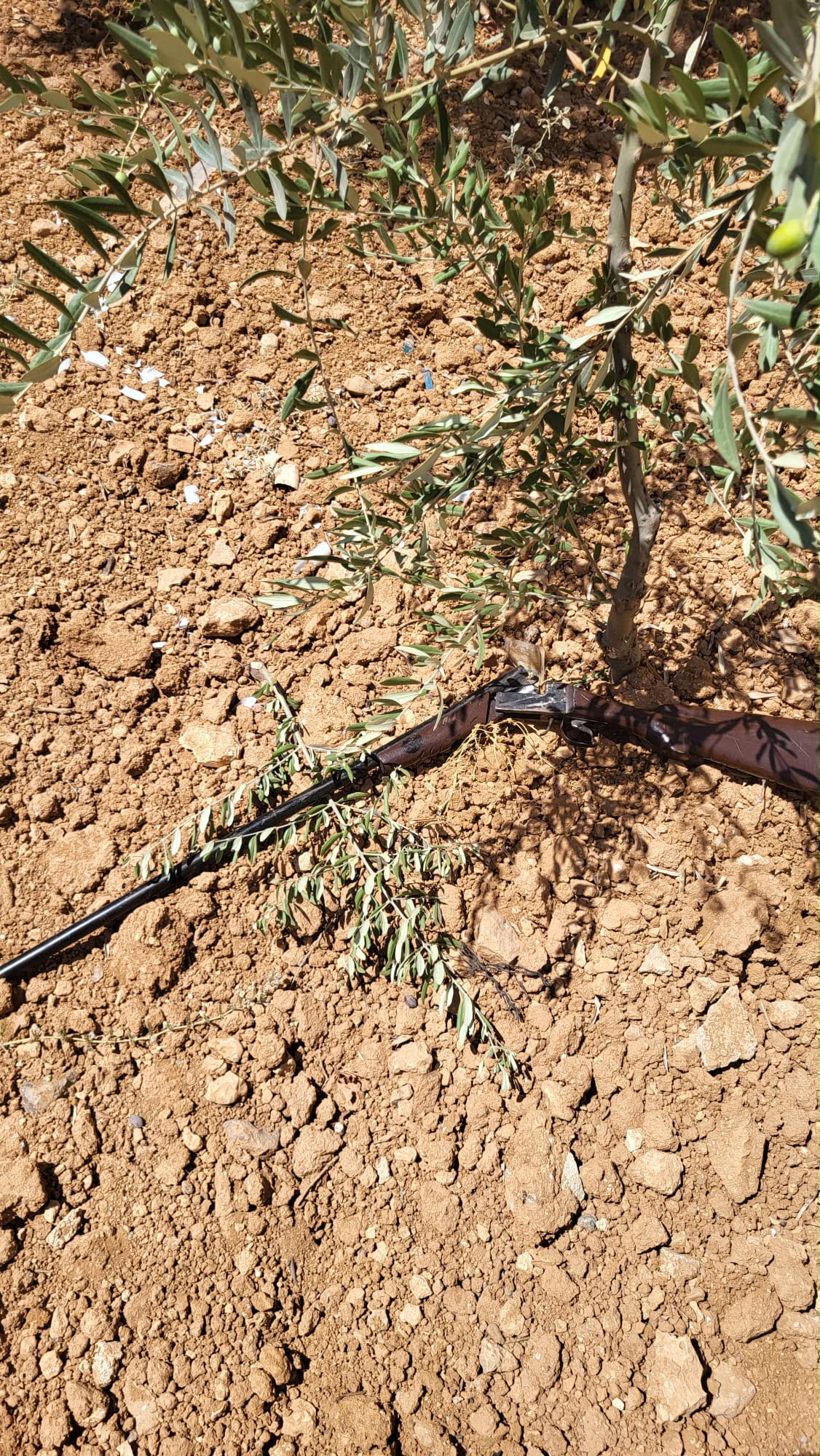השוטרים הסתובבו בחצר של הבית הפלסטיני - ואז גילו את זה מתחת לעץ הזית