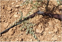השוטרים הסתובבו בחצר של הבית הפלסטיני - ואז גילו את זה מתחת לעץ הזית