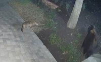 זאב נגד דוב: מצלמת אבטחה ביתית תיעדה מאבק כוחות יוצא דופן