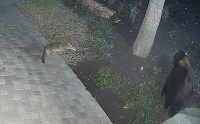 זאב נגד דוב: מצלמת אבטחה ביתית תיעדה מאבק כוחות יוצא דופן