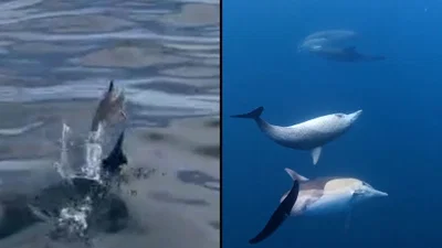 מחזה מרהיב במעמקי האוקיינוס: גורי הדולפינים שגנבו את ההצגה