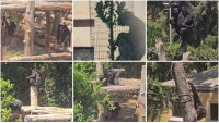 השימפנזים בספארי הגיבו בצורה מפתיעה למוצר החדש בחצר | צפו