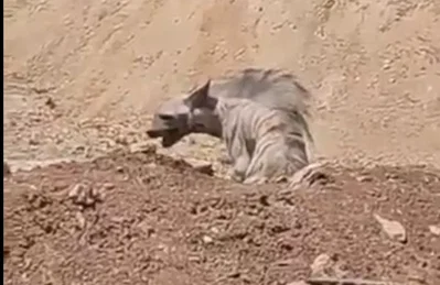 אכזריות קשה: פלסטינים מתעללים למוות בטורף הגדול ביותר בישראל