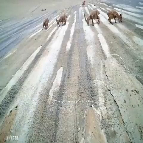 נצמד ולא שחרר: המפגש המסוכן באמצע הצוק בצרפת
