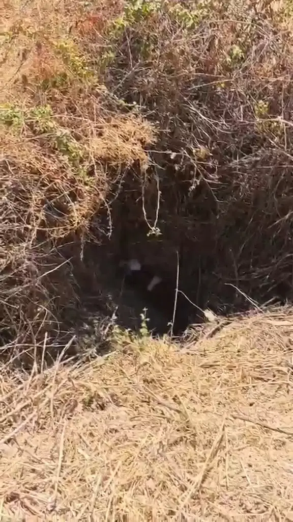 לא נשאר מאחור: לוחמי האש חילצו עגל שנפל לבור עמוק