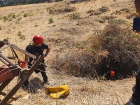 לא נשאר מאחור: לוחמי האש חילצו עגל שנפל לבור עמוק