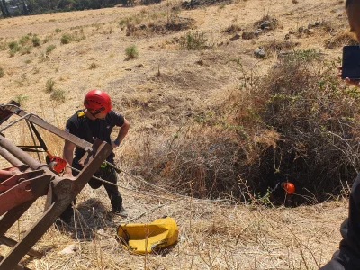 לא נשאר מאחור: לוחמי האש חילצו עגל שנפל לבור עמוק