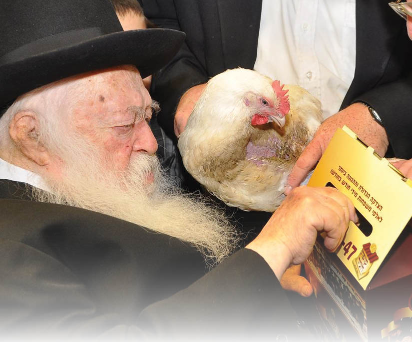 הגר"ח קניבסקי עורך את מנהג הכפרות