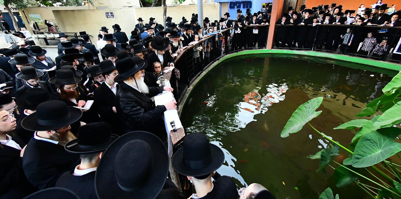 האדמו"ר ממודז'יץ בתשליך
