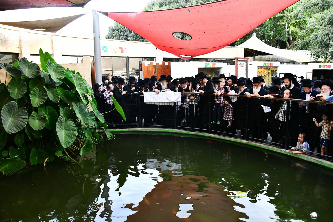 האדמו"ר ממודז'יץ בתשליך