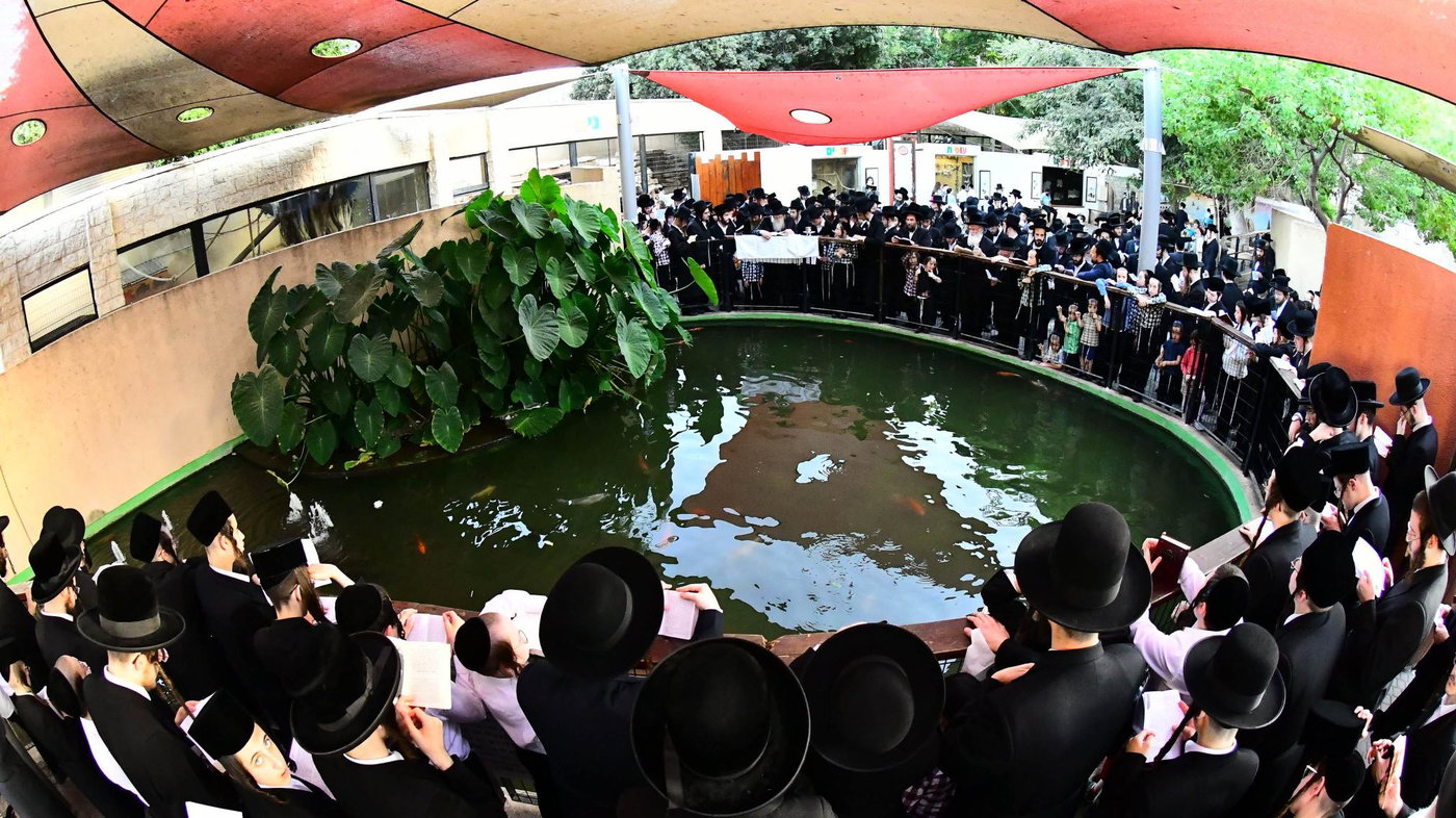 האדמו"ר ממודז'יץ בתשליך