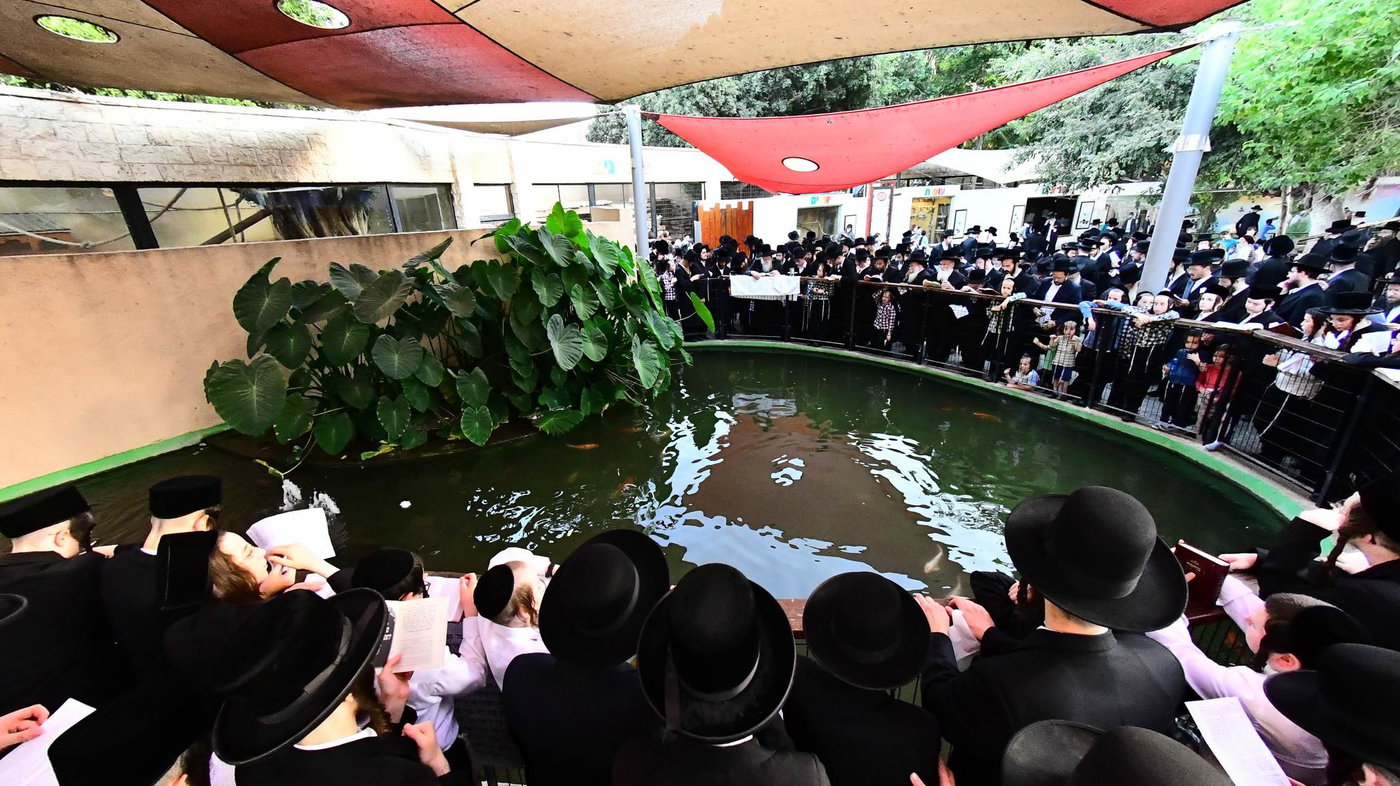 האדמו"ר ממודז'יץ בתשליך