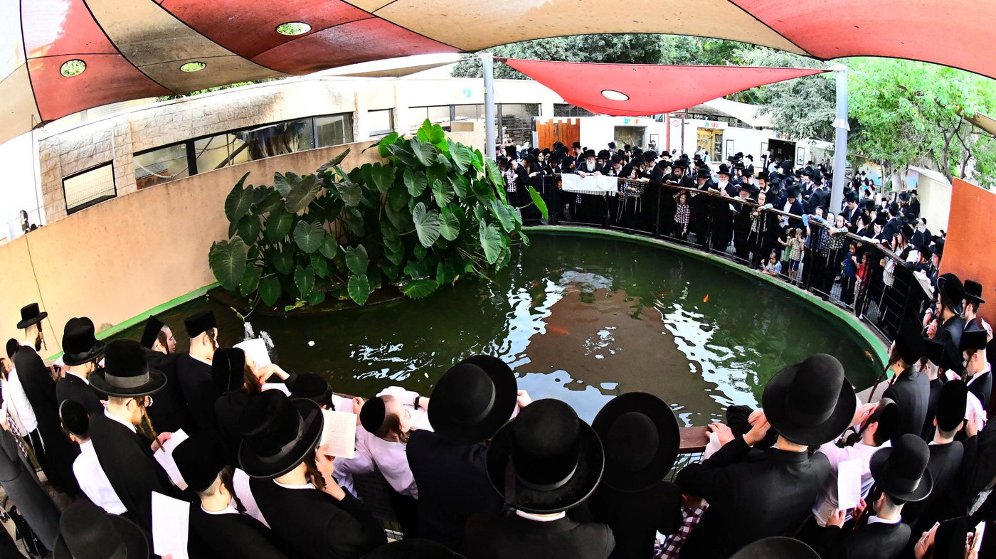 האדמו"ר ממודז'יץ בתשליך