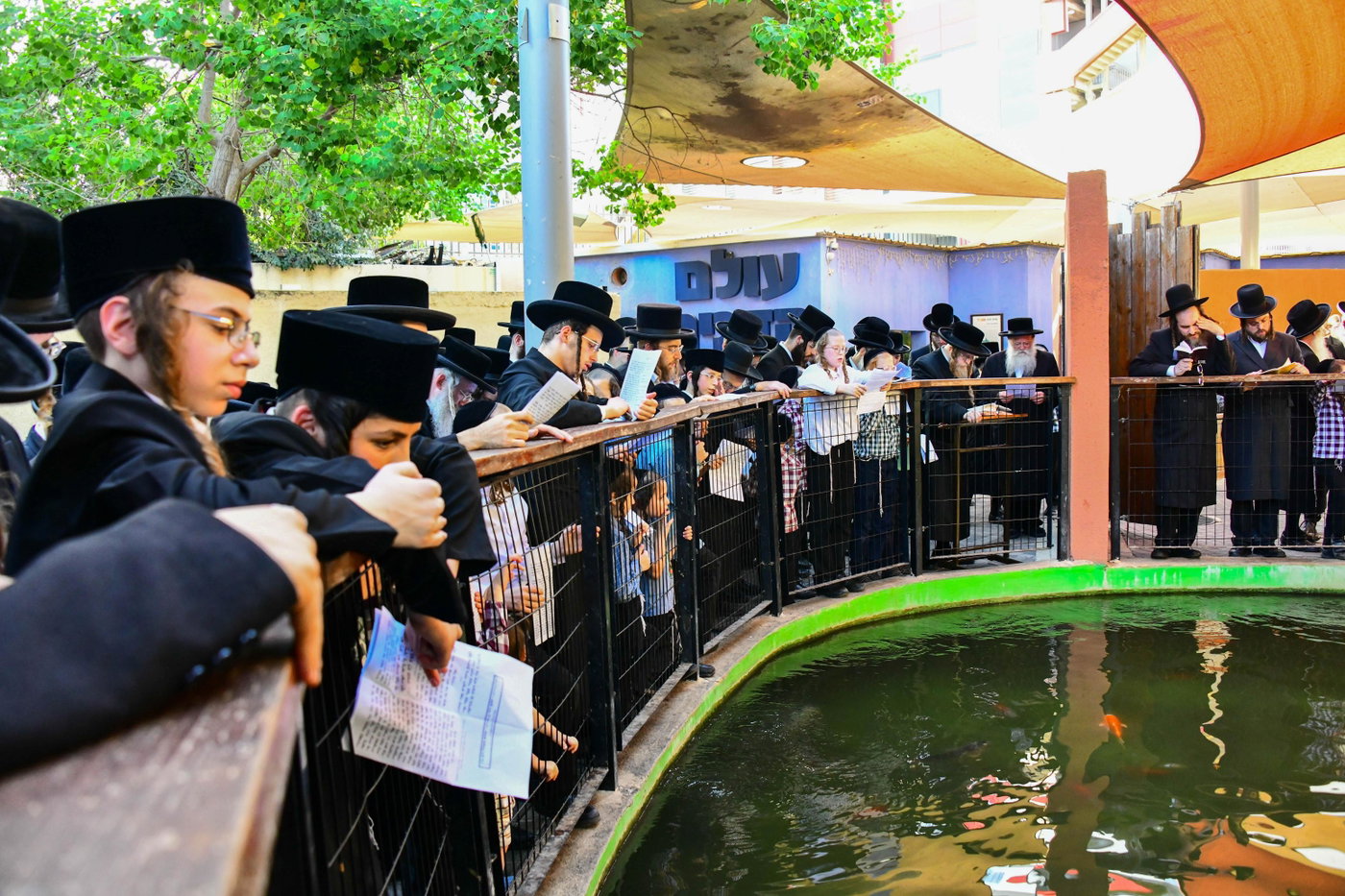 האדמו"ר משומרי אמונים בתשליך
