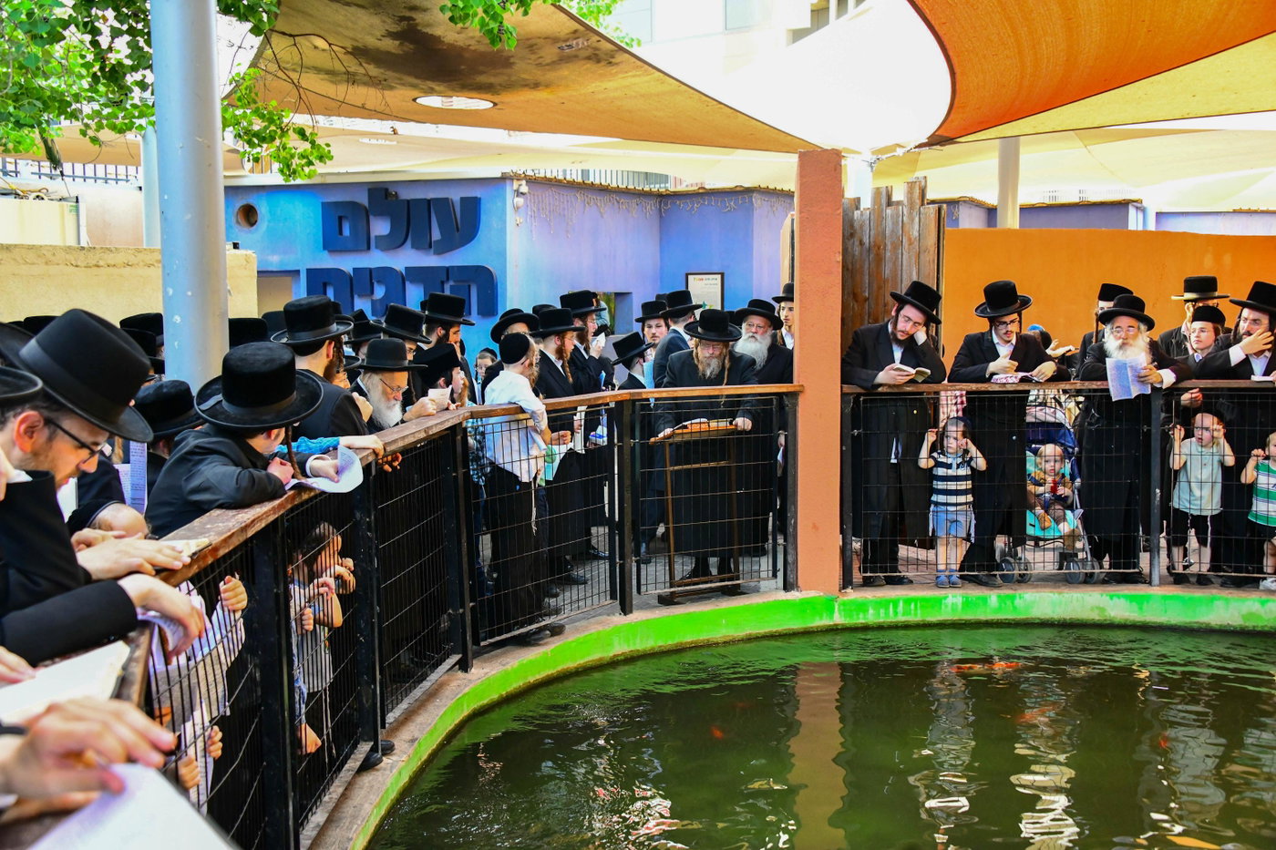 האדמו"ר משומרי אמונים בתשליך