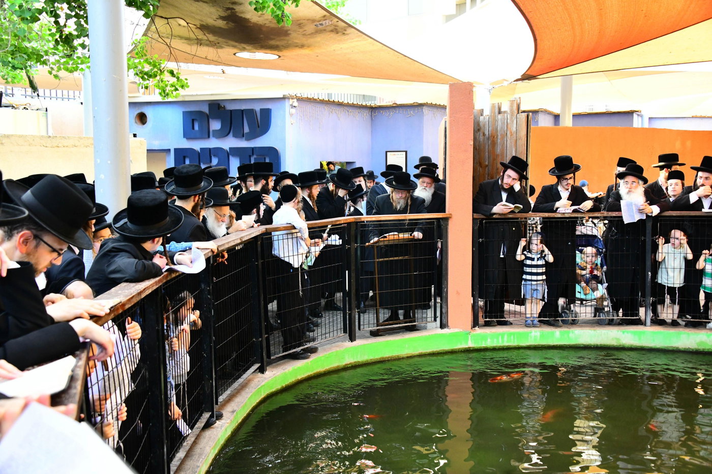 האדמו"ר משומרי אמונים בתשליך