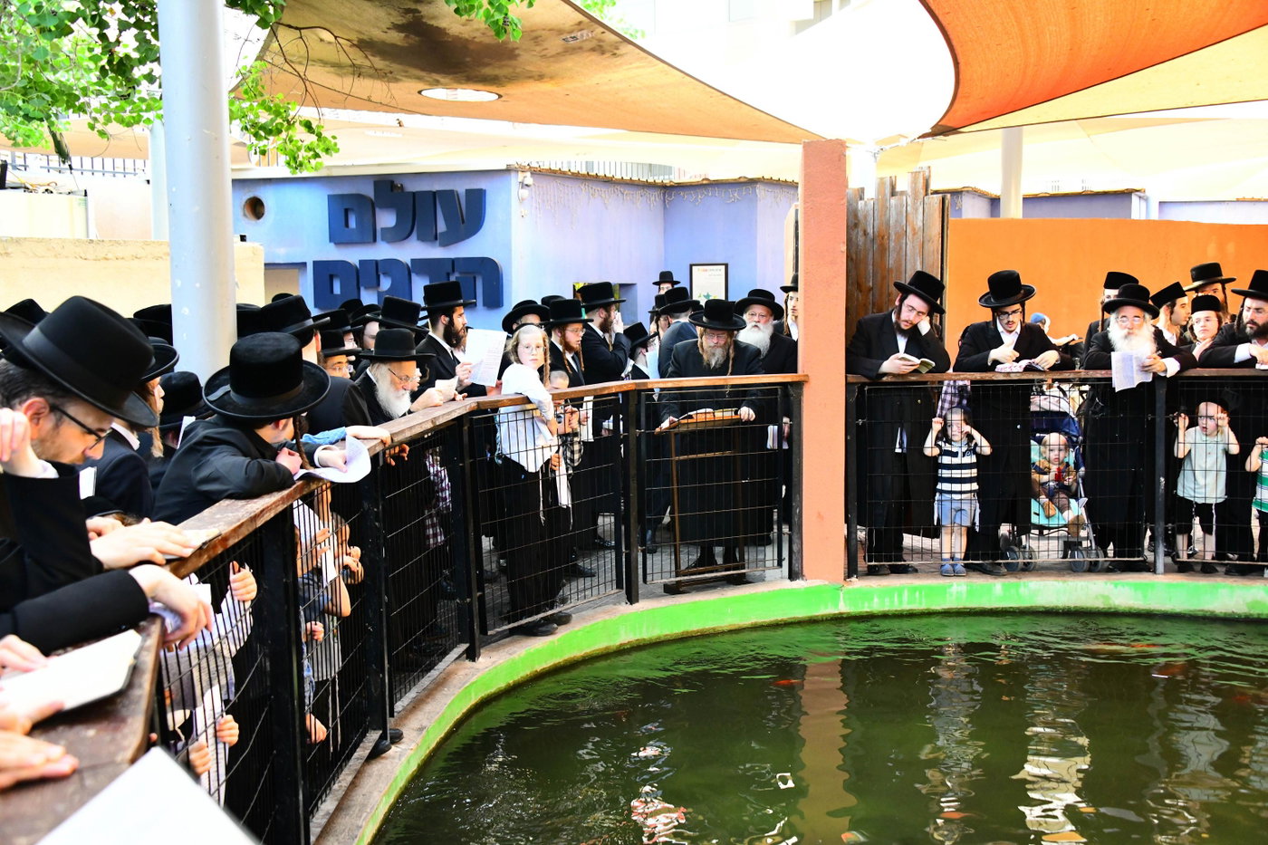 האדמו"ר משומרי אמונים בתשליך