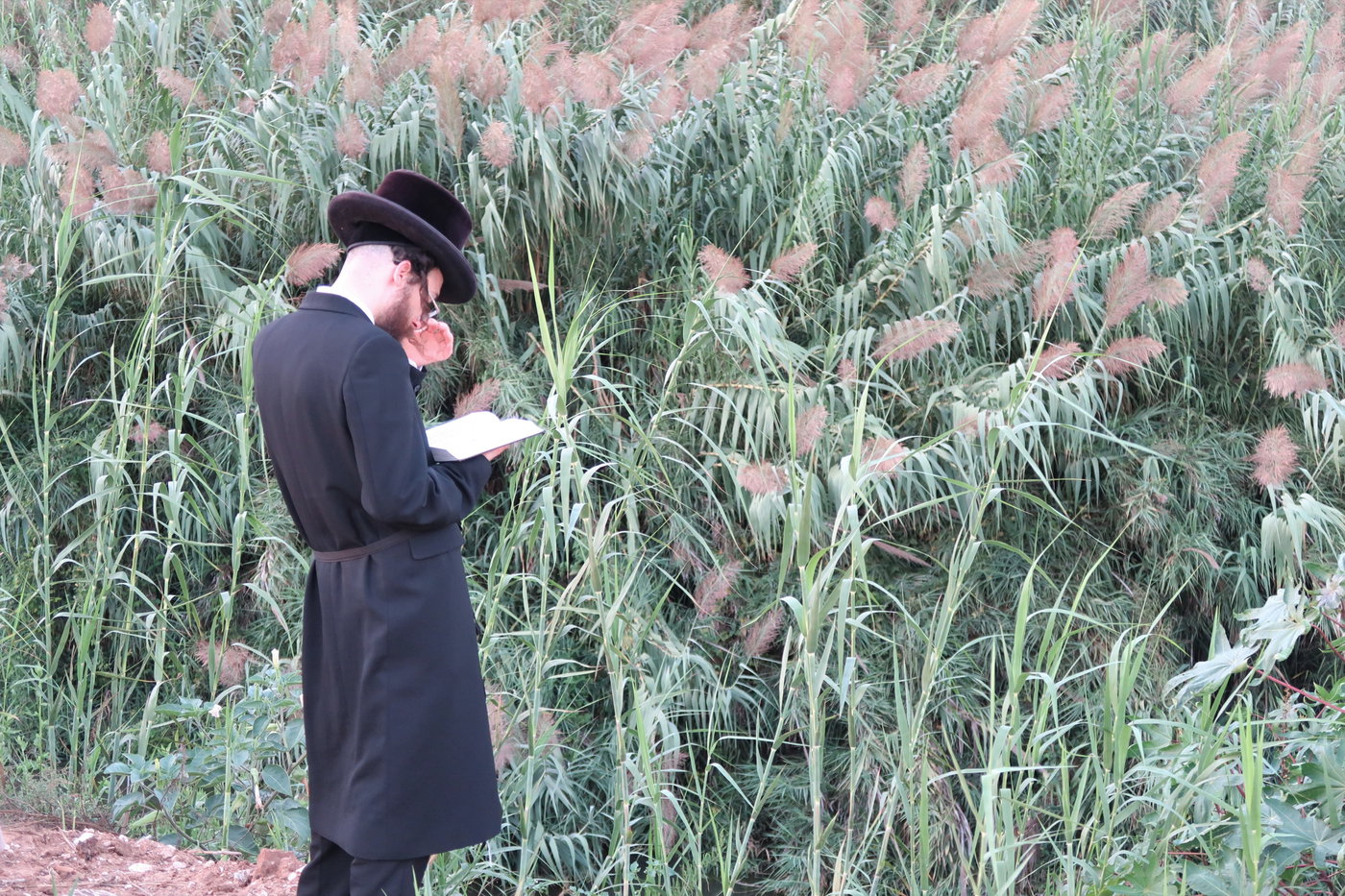 האדמו"ר ממיאלען בתשליך
