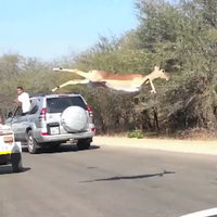 הצ'יטה מאחוריך: הריחוף המדהים של האימפלות מול המצלמה