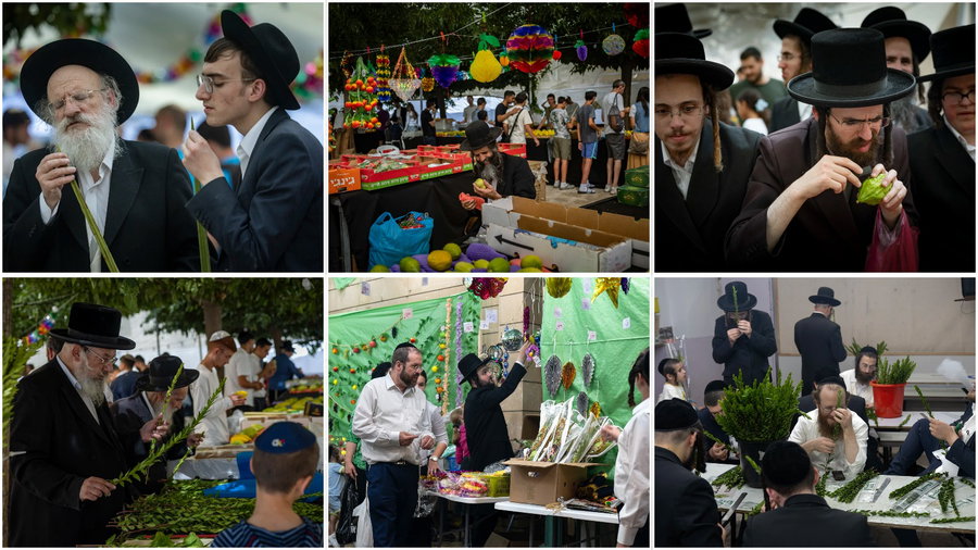 בבני ברק ובירושלים: כך בוחרים ארבעת המינים לחג הסוכות | גלריה צבעונית