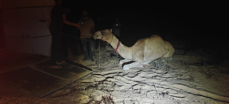 מירוץ גמלים בלתי חוקי בנגב: המשטרה פשטה ברגע האחרון