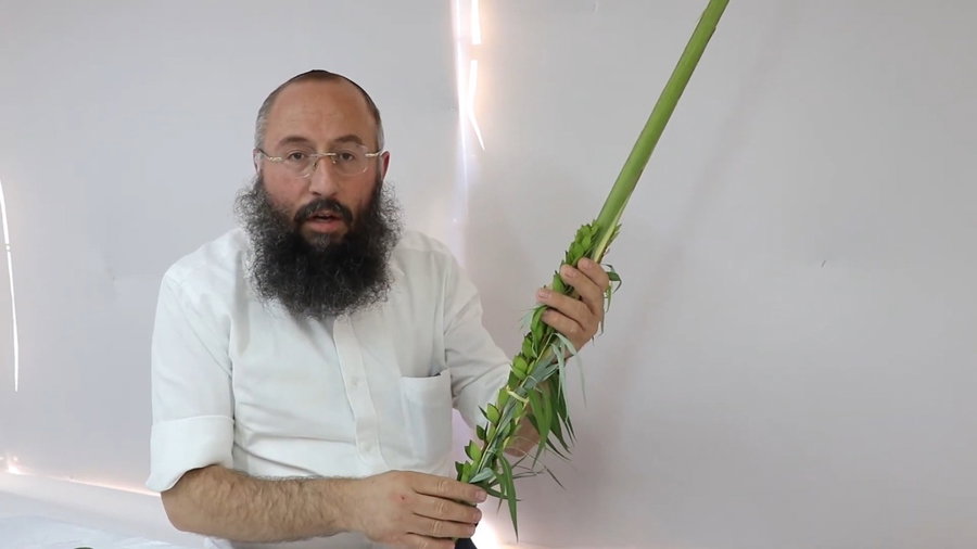 שלב אחר שלב: כך תאגדו נכון את ארבעת המינים לחג הסוכות