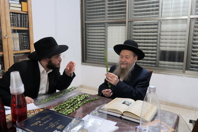 הגר"ד בצרי זצ"ל בבדיקת הדסים לסוכות תשפ"ז