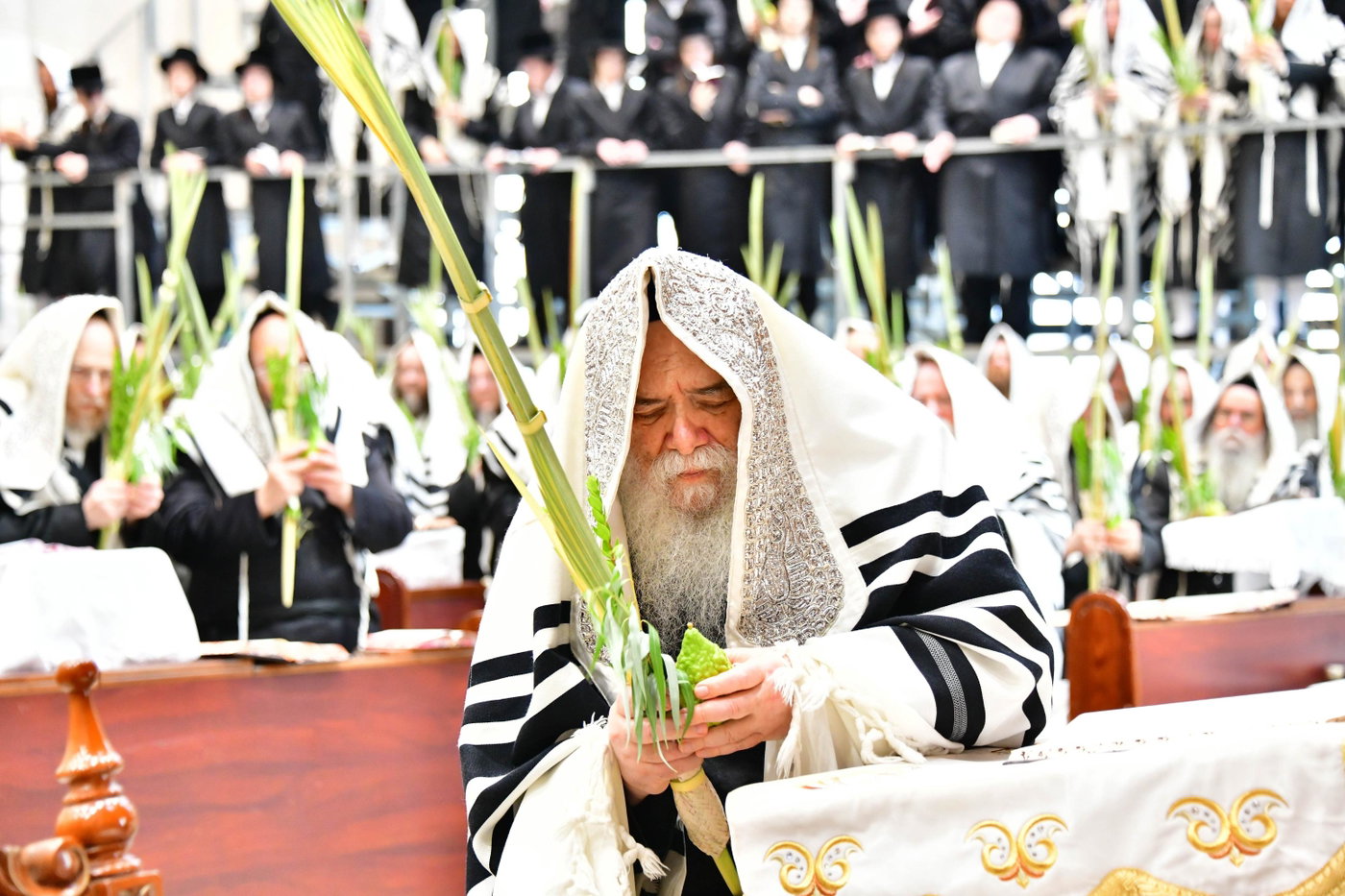 האדמו"ר מדארג בנענועים