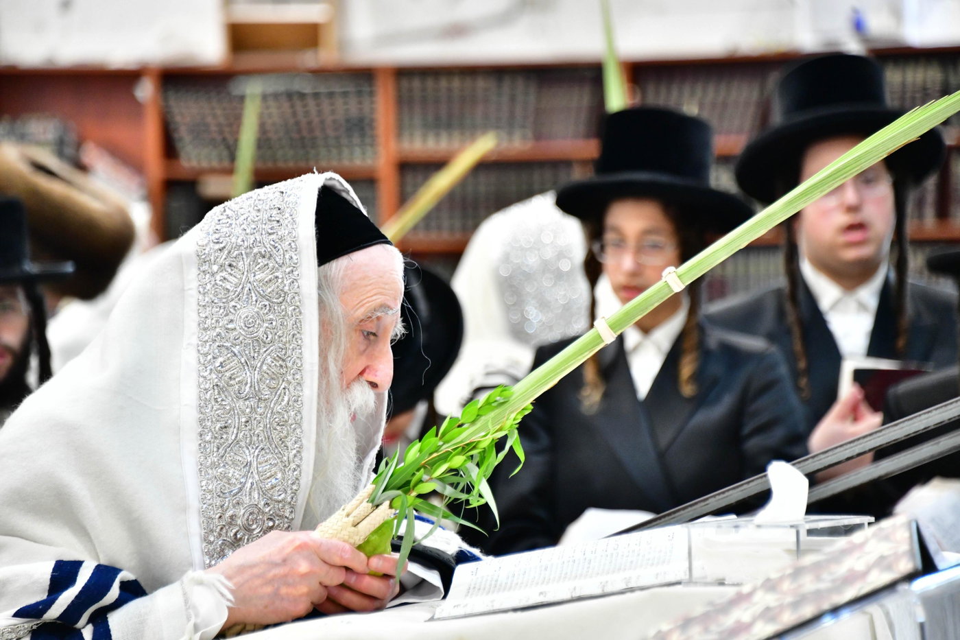 האדמו"ר ממחנובקה בעלזא בנטילת לולב