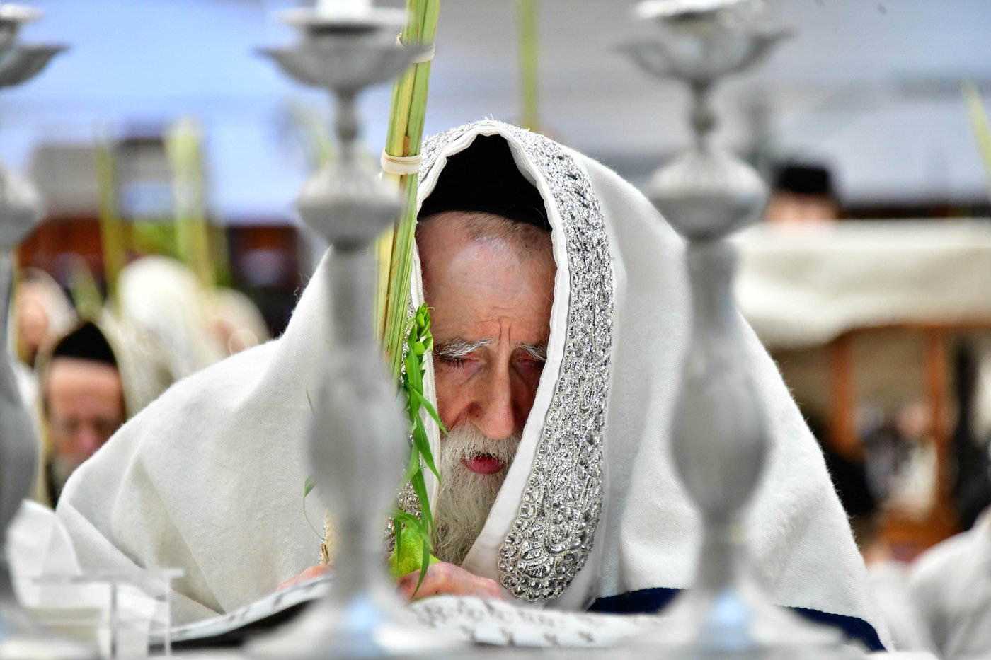 האדמו"ר ממחנובקה בעלזא בנטילת לולב