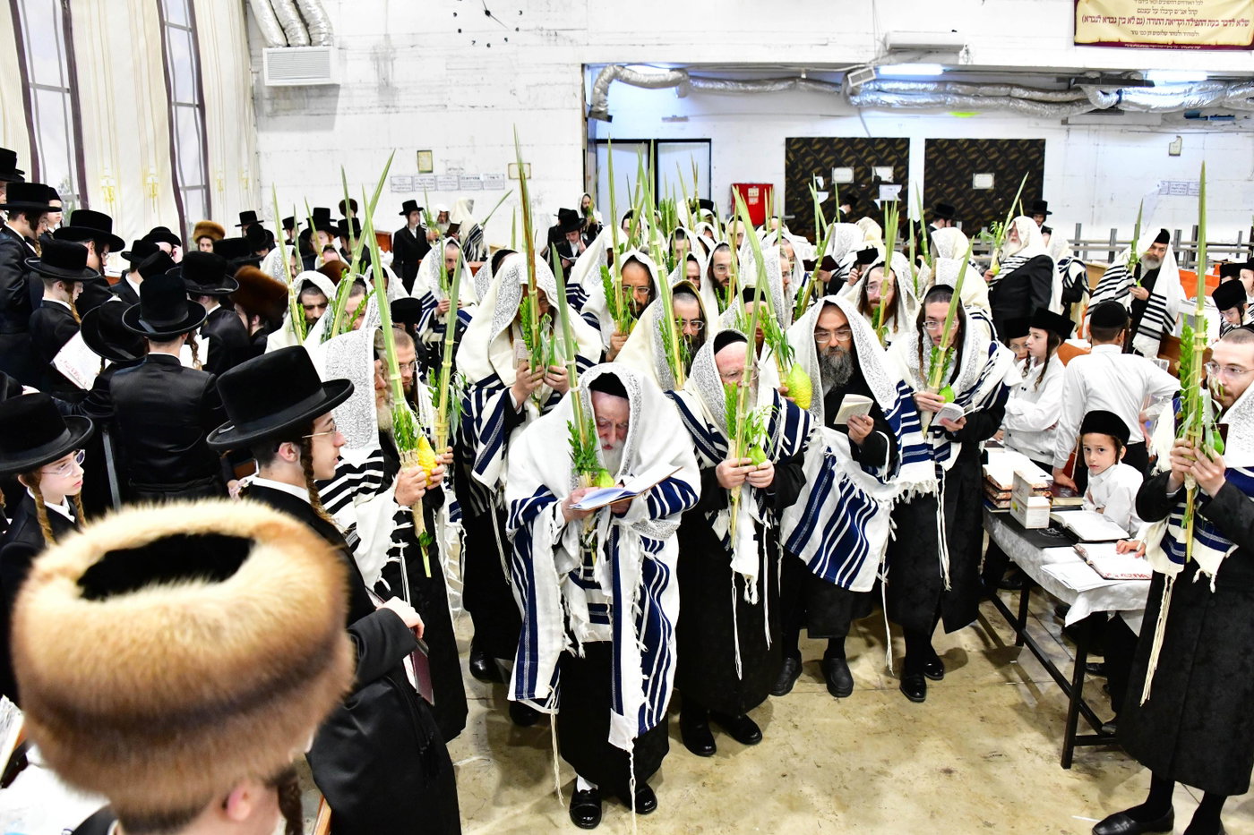 האדמו"ר ממחנובקה בעלזא בנטילת לולב