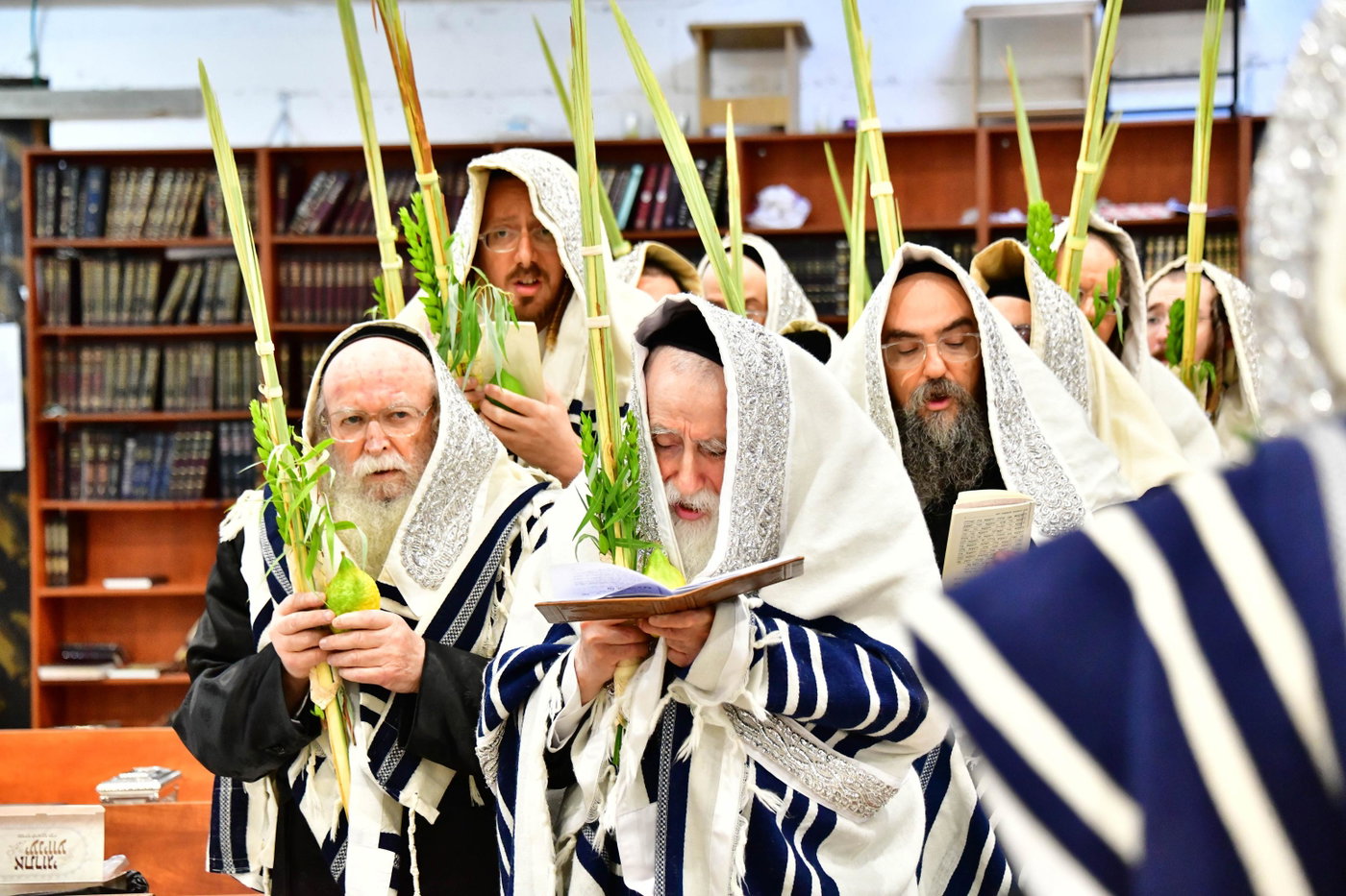 האדמו"ר ממחנובקה בעלזא בנטילת לולב