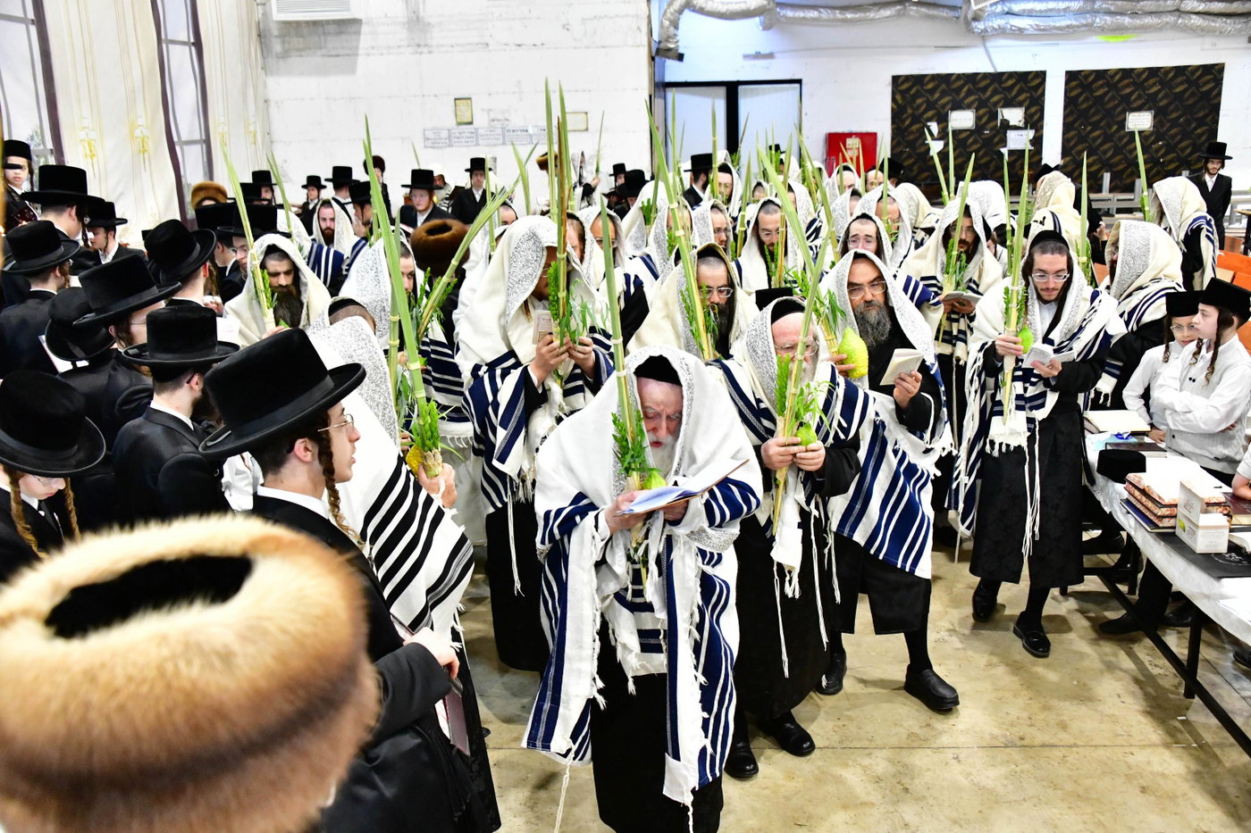 האדמו"ר ממחנובקה בעלזא בנטילת לולב