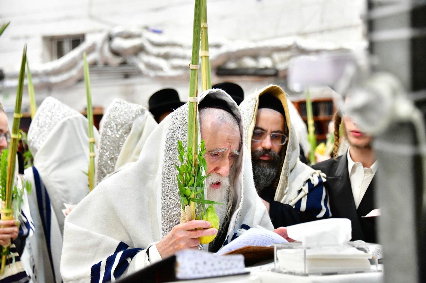 האדמו"ר ממחנובקה בעלזא בנטילת לולב