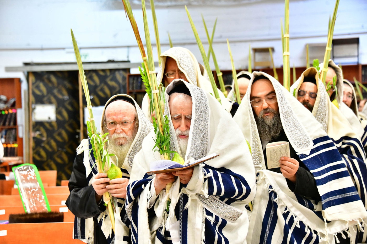 האדמו"ר ממחנובקה בעלזא בנטילת לולב