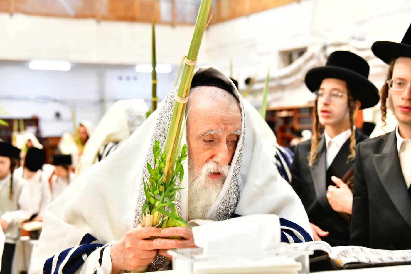 האדמו"ר ממחנובקה בעלזא בנטילת לולב