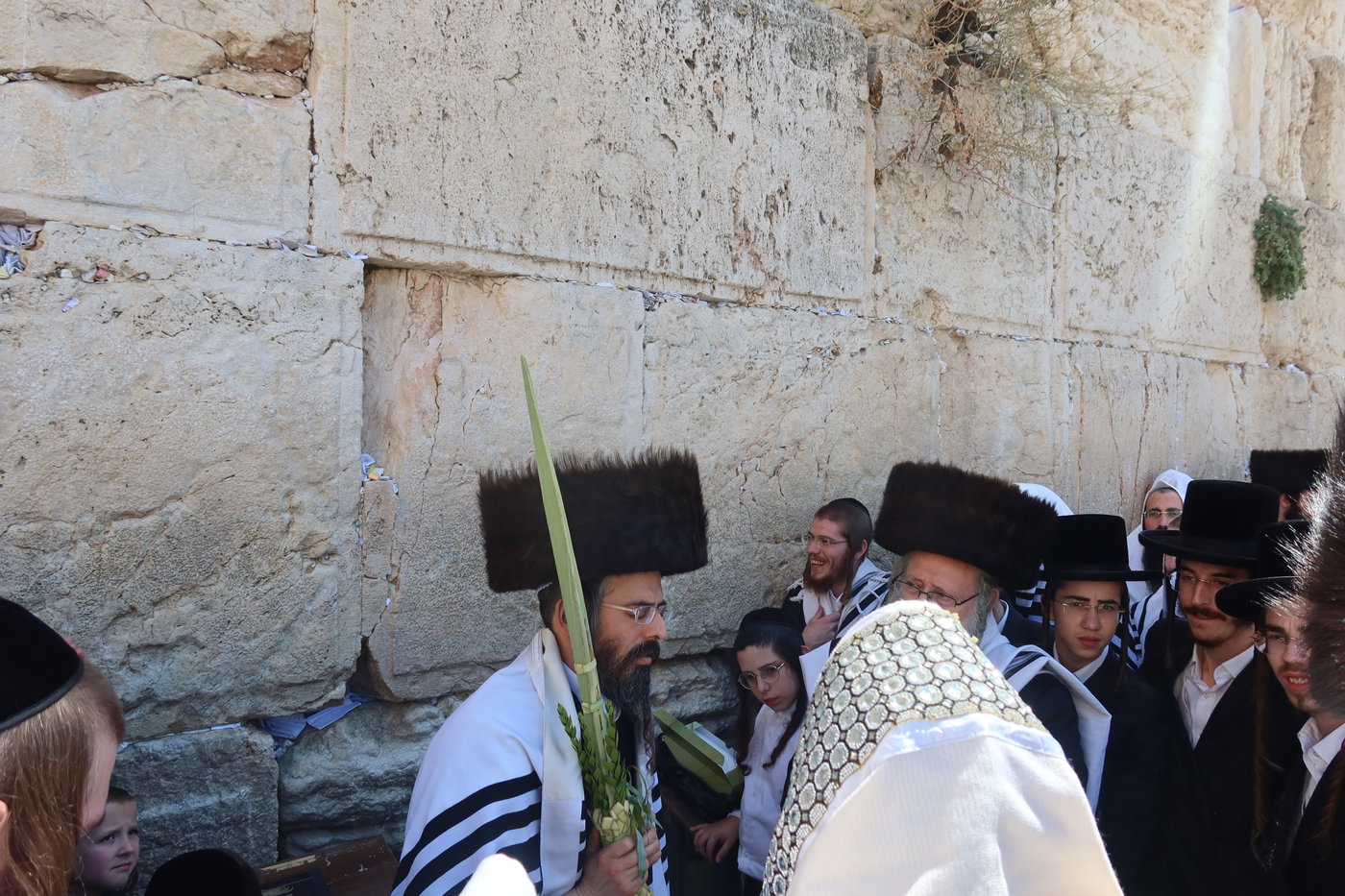 סוכות בחצה"ק זוועהיל