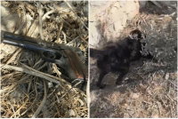 הכלב סימן "נקודה חשודה" והנשק שהוסלק באדמה - אותר | צפו