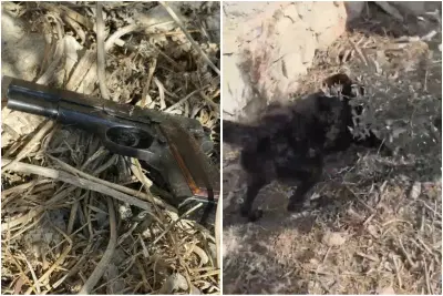 הכלב סימן "נקודה חשודה" והנשק שהוסלק באדמה - אותר | צפו