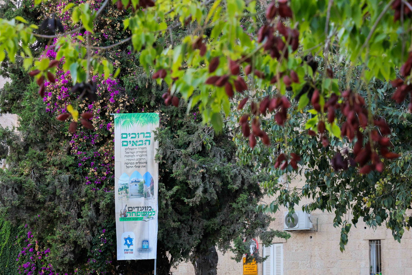 אירועי חול המועד ברובע היהודי: רבבות נהנו מסוכת החזון איש ותצפית חדשה