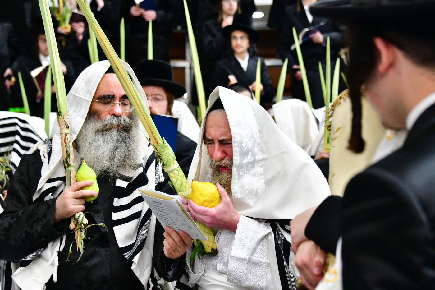 הושענא רבה בחצה"ק רחמסטריווקא